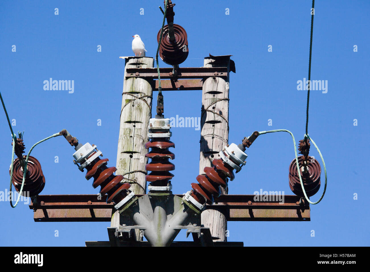 wooden electricity pylon Stock Photo