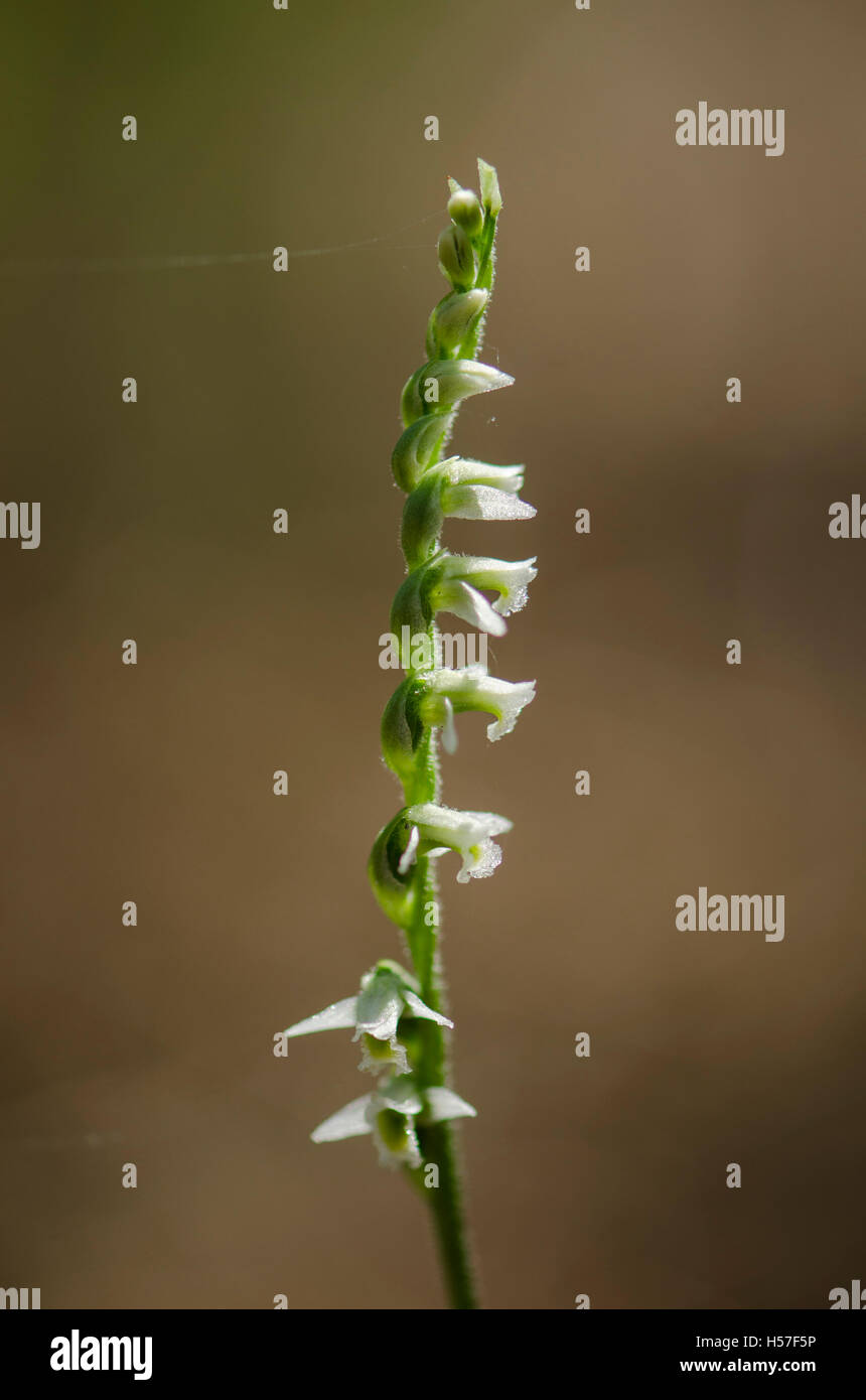 Autumn lady's-tresses, spiranthes spiralis wild orchid in Andalusia, Southern Spain. Stock Photo