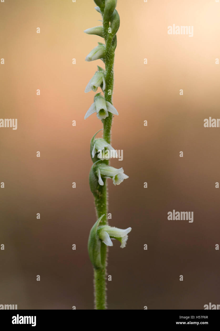 Autumn lady's-tresses, spiranthes spiralis wild orchid in Andalusia, Southern Spain. Stock Photo
