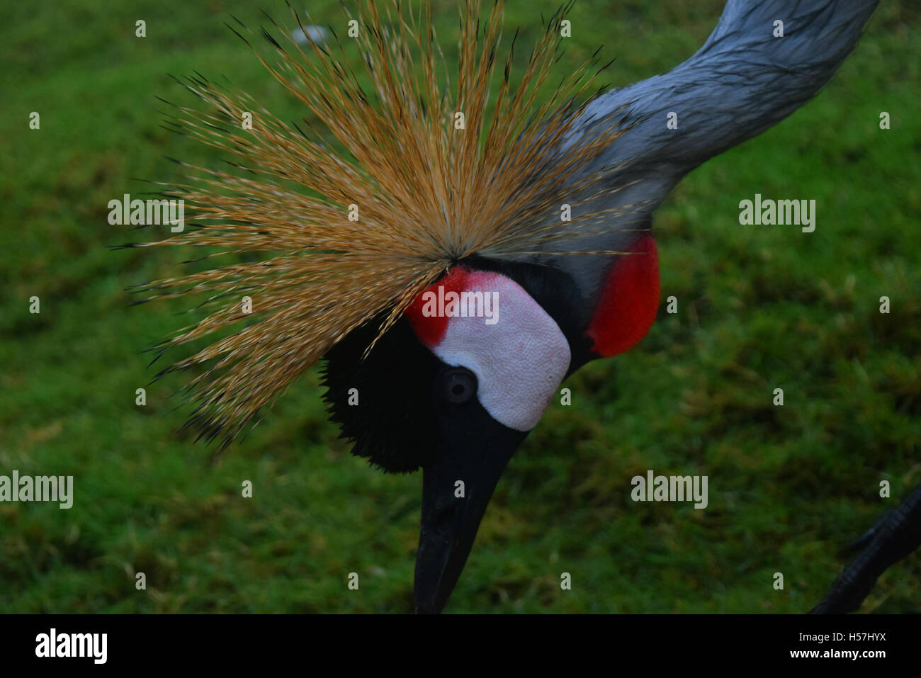 The golden crowned crane - an example of a crested bird species Stock Photo