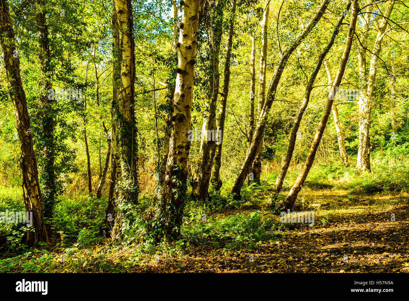 Woodland known as Moseley Bog, Birmingham, England, close to the boyhood home of the author J. R. R. Tolkien Stock Photo