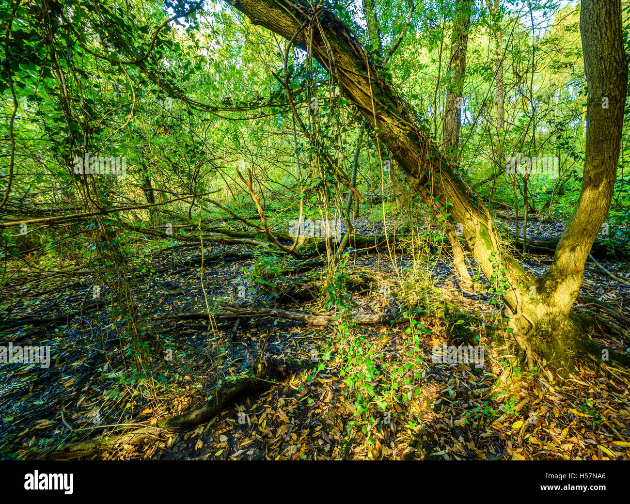 Woodland known as Moseley Bog, Birmingham, England, close to the boyhood home of the author J. R. R. Tolkien Stock Photo