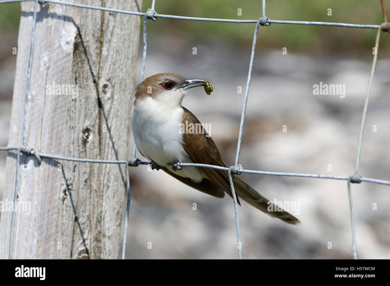 Black-billed Cuckoo, Coccyzus erythropthalmus photographed in the Bayhead Paiblesgarry area, Isle Of North Uist, Outer Hebrides. Stock Photo