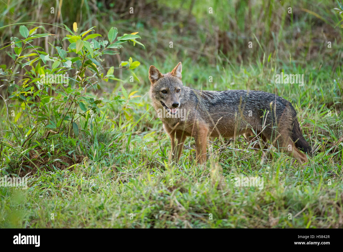 golden jackal (Canis aureus), Wilpattu National Park, Sri Lanka Stock Photo