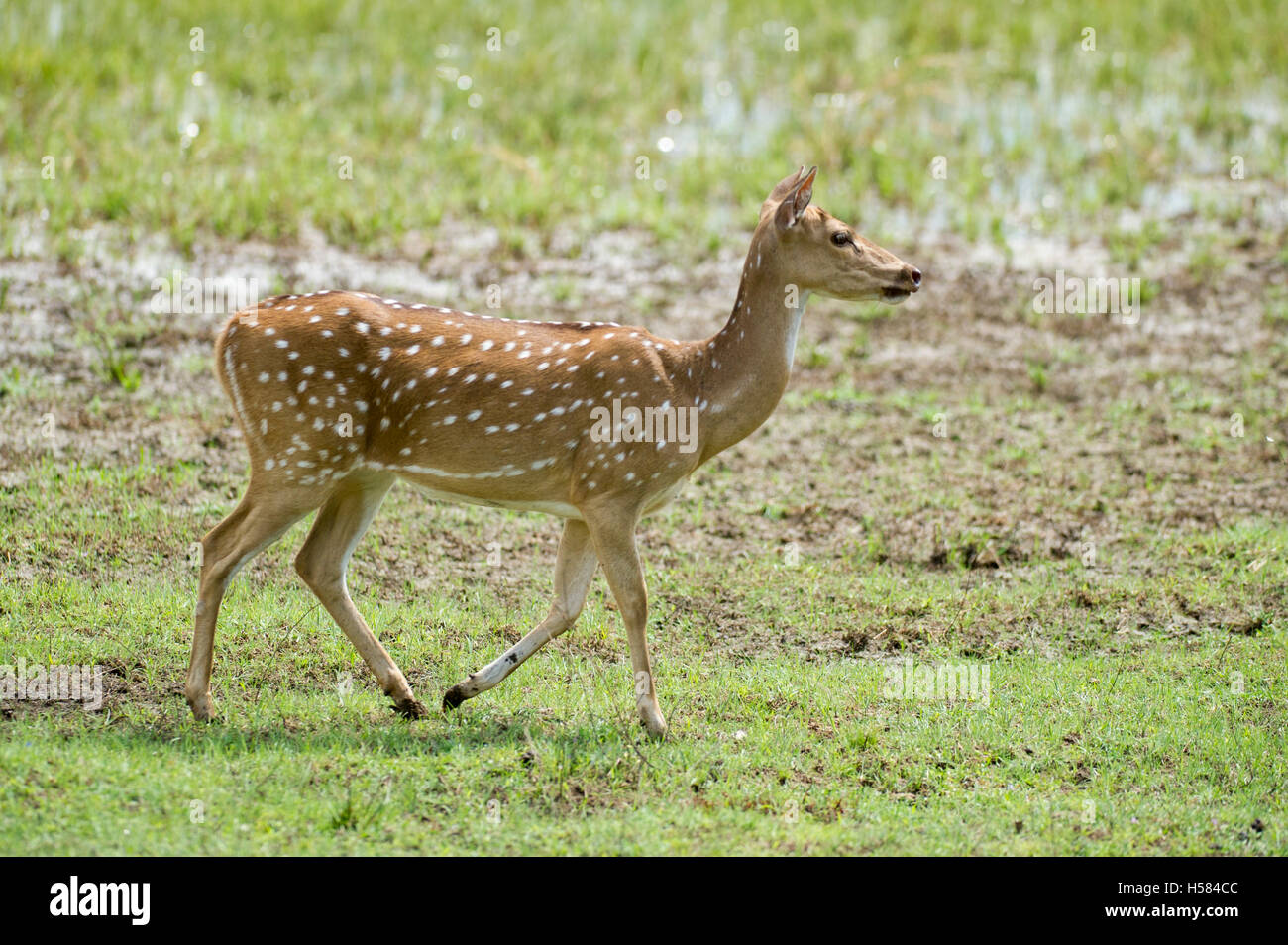 Spotted deer, Axis axis, Wilpattu National Park, Sri Lanka Stock Photo