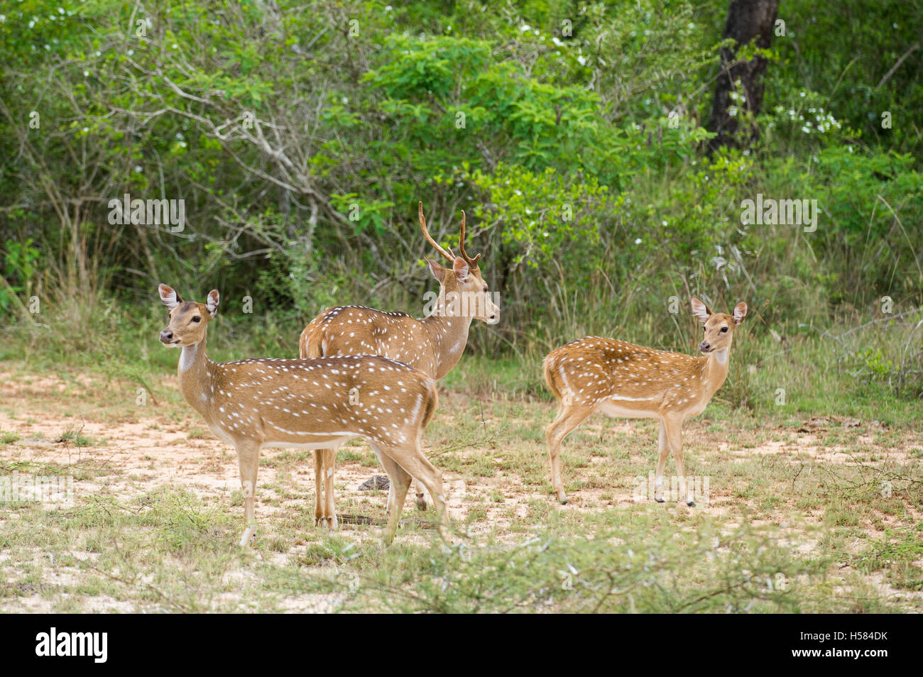 Spotted deer, Axis axis, Wilpattu National Park, Sri Lanka Stock Photo