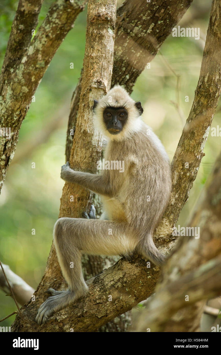 Gray langur, Semnopithecus priam, Wilpattu National Park, Sri Lanka Stock Photo