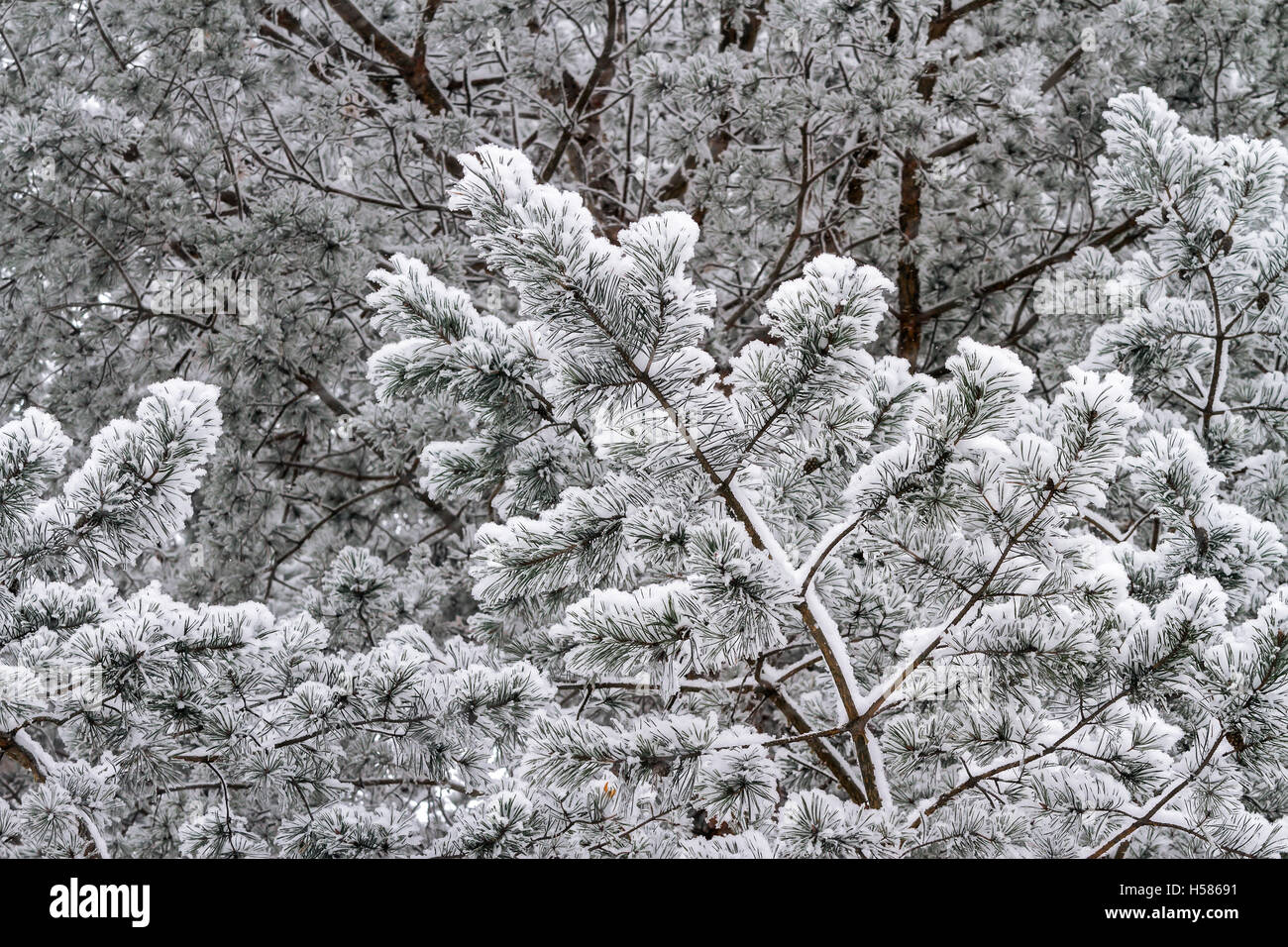 Pine tree branches covered with snow Stock Photo - Alamy