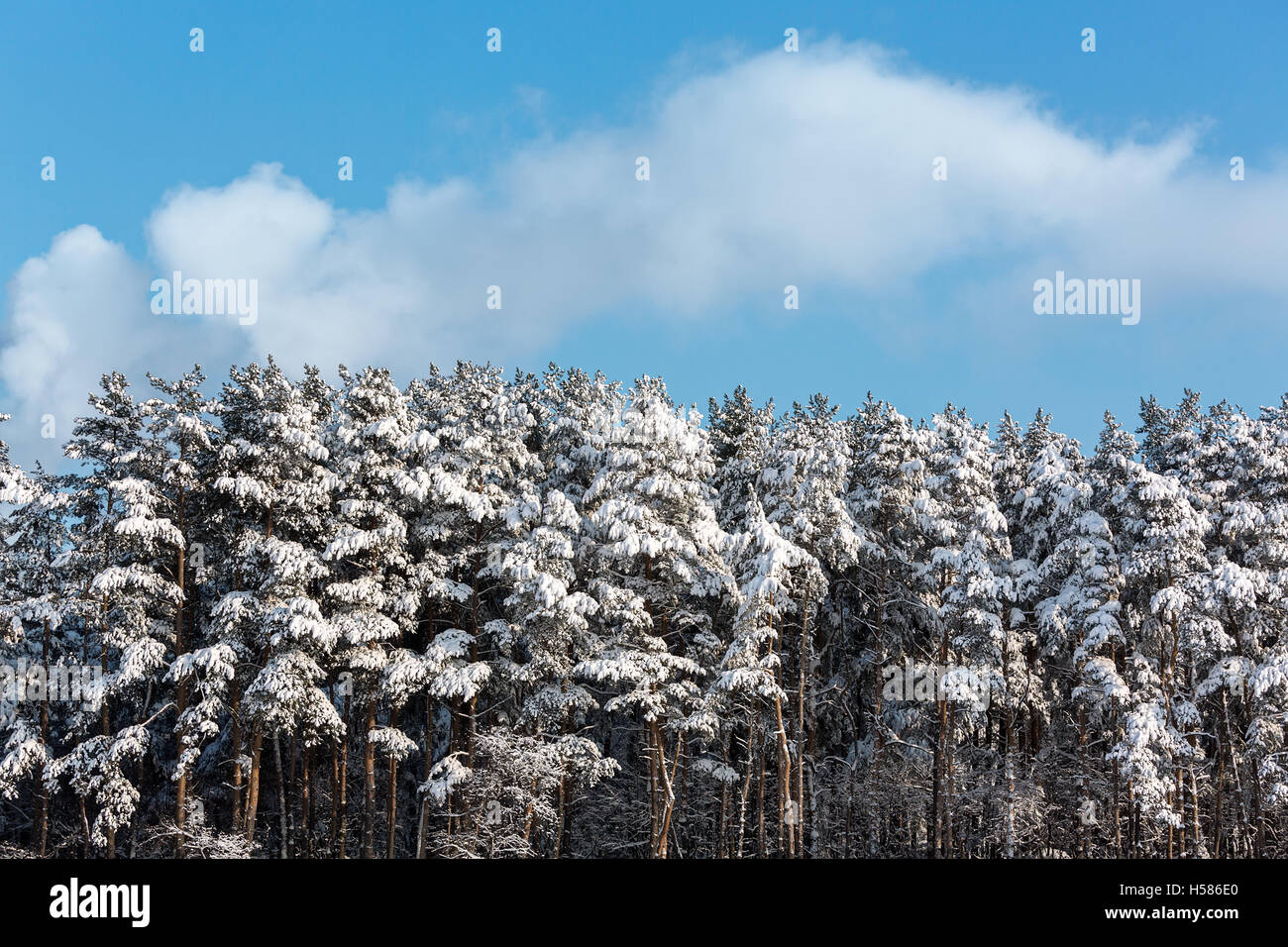 Pine trees covered with snow Stock Photo - Alamy
