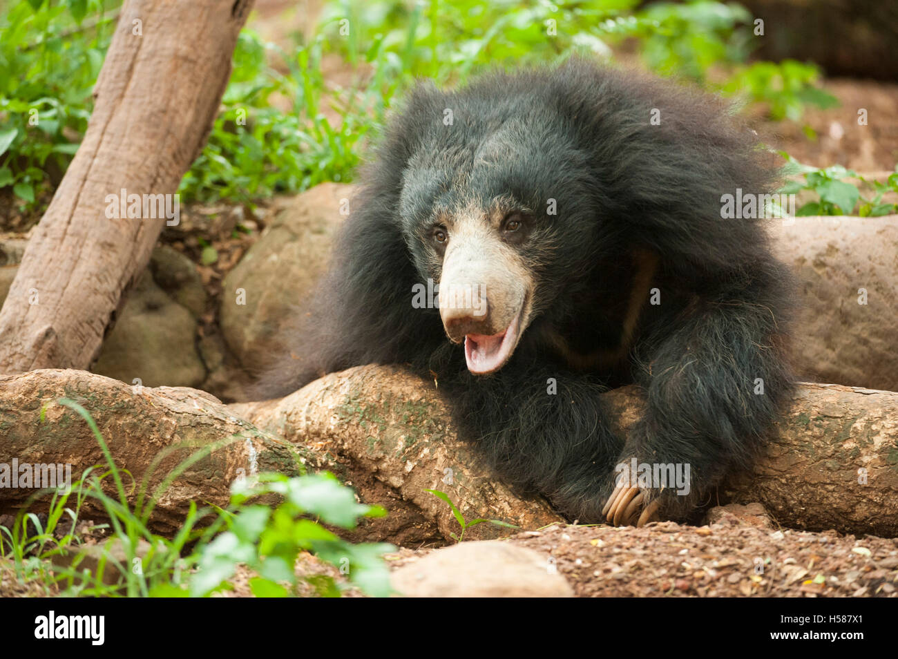 Sloth bear (Melursus ursinus), Sri Lanka Stock Photo - Alamy