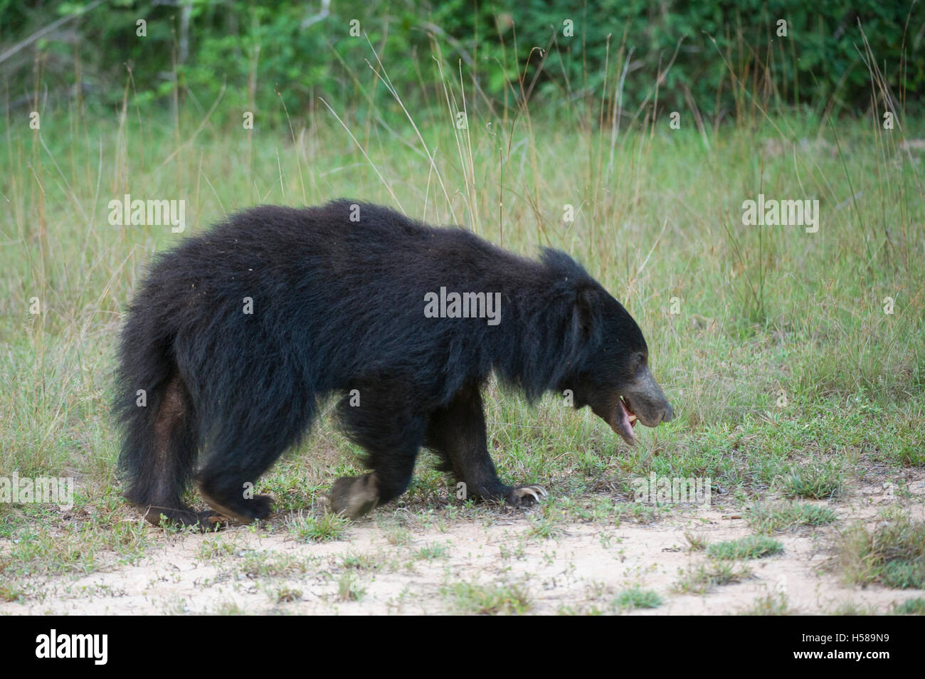 Sloth bear (Melursus ursinus), Wilpattu National Park, Sri Lanka Stock Photo