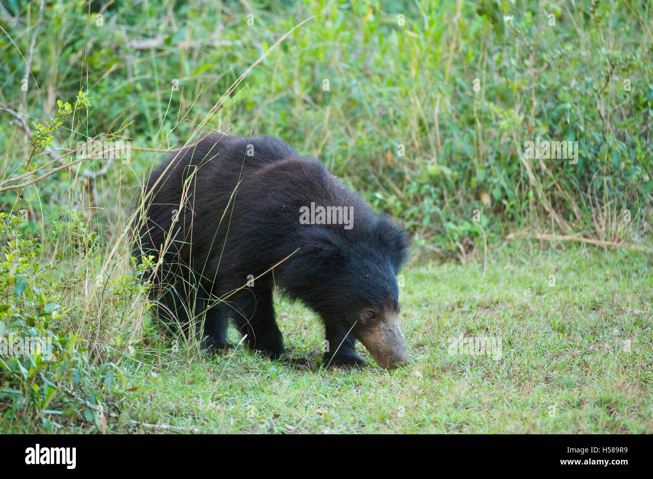 Sloth bear (Melursus ursinus), Wilpattu National Park, Sri Lanka Stock