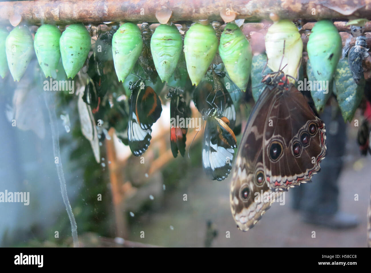 Butterflies and cocoons Stock Photo Alamy