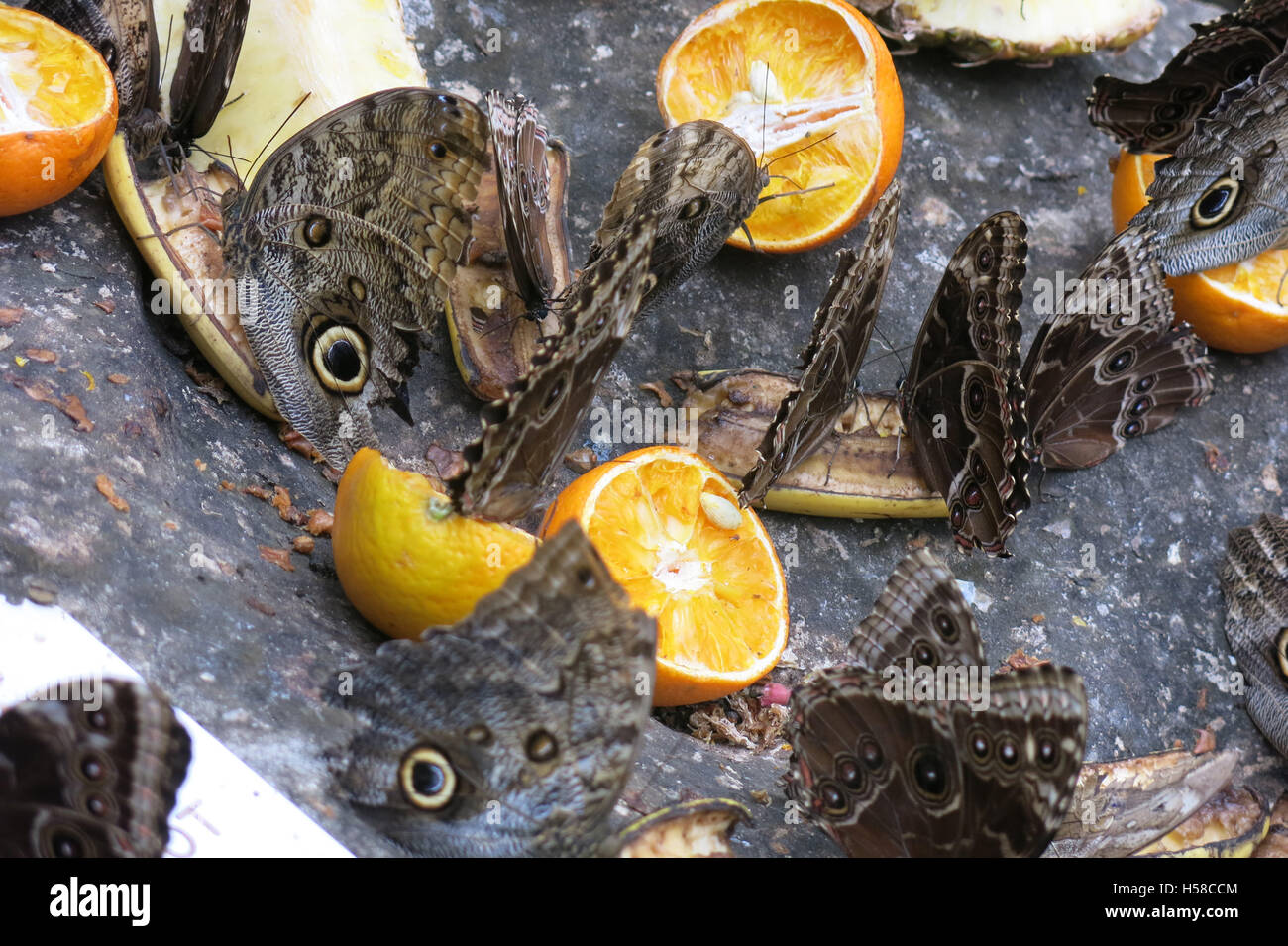 Butterflies eating oranges Stock Photo Alamy