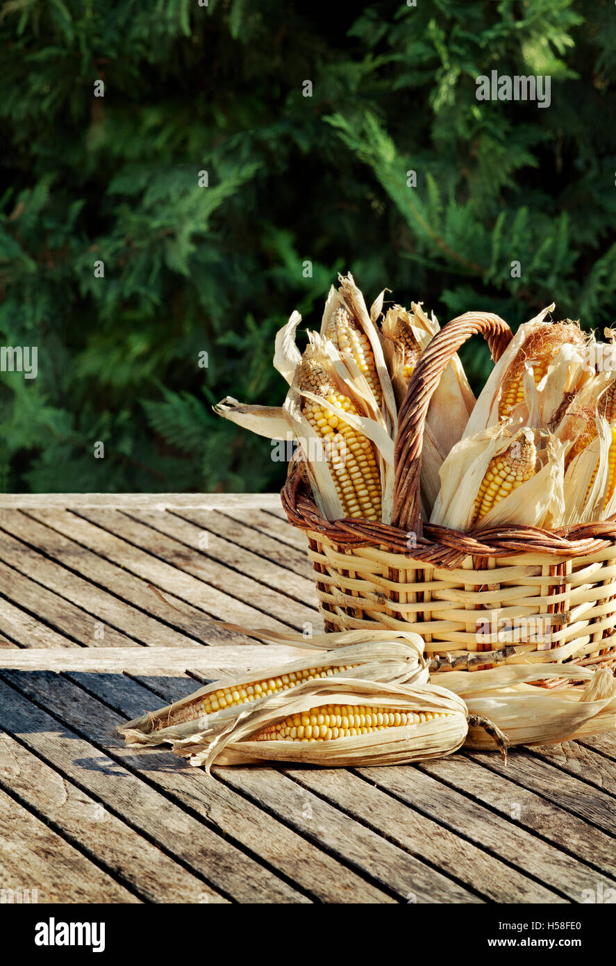 Corn cobs in basket at garden. Stock Photo