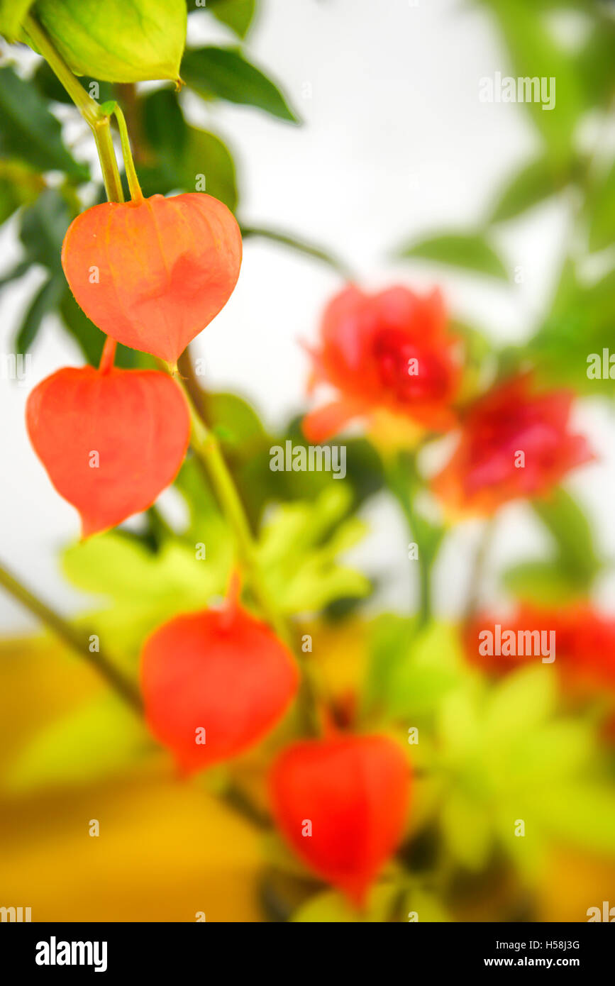 Autumnal orange flower arrangement, physalis close up Stock Photo