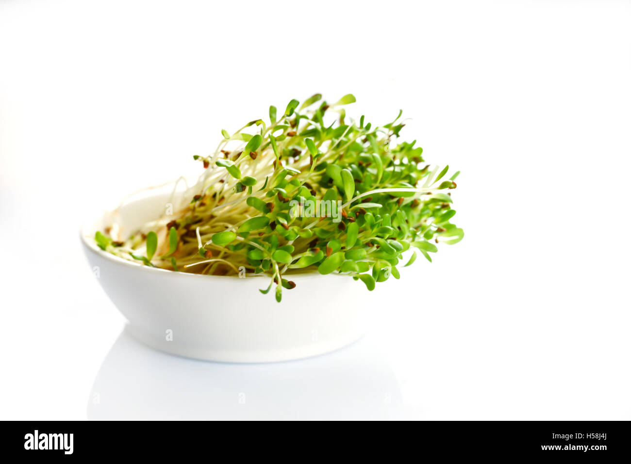Fresh sprouts of alfalfa on white background Stock Photo