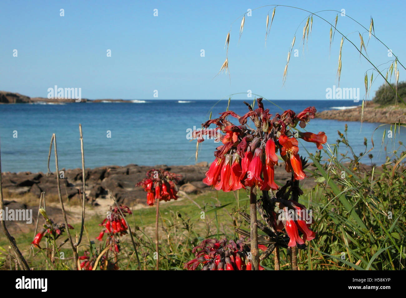 Resurrection plant (bryophyllum pinnatum) at Boat Harbour,  Anna Bay, Port Stephens, NSW, Australia Stock Photo
