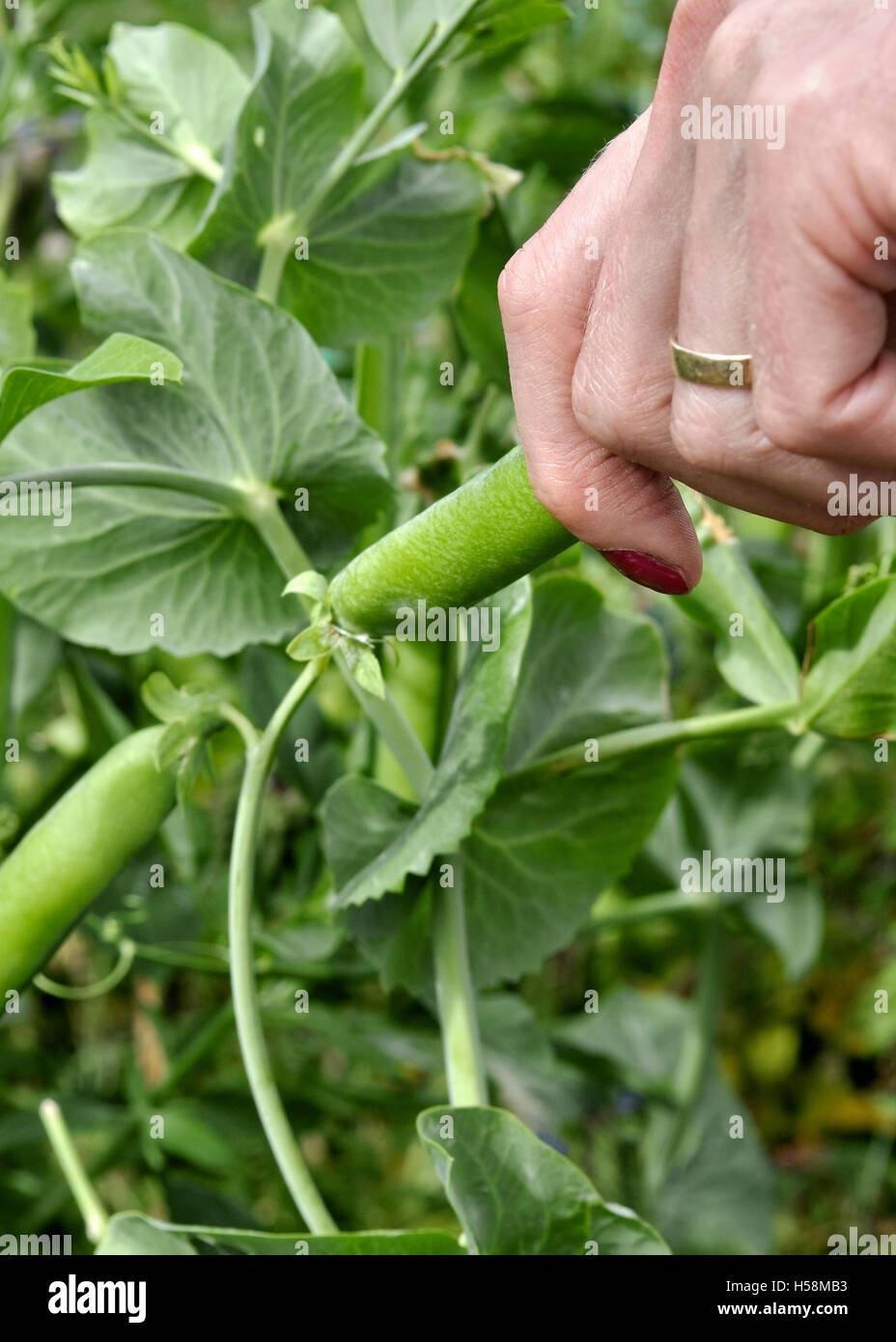 Womans hand picking home grown garden peas in pods Stock Photo