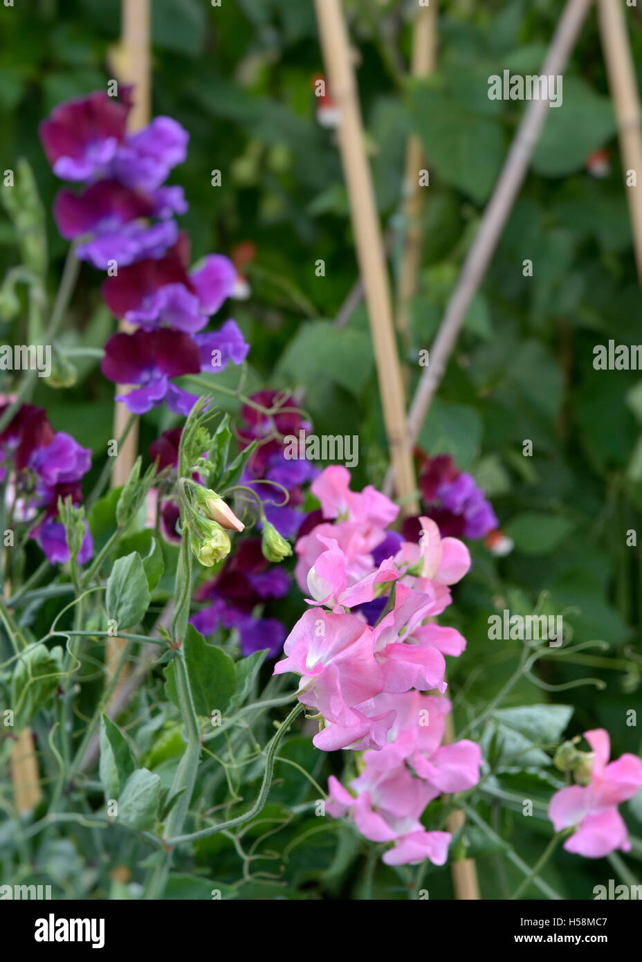 Sweet peas growing up canes hires stock photography and images Alamy