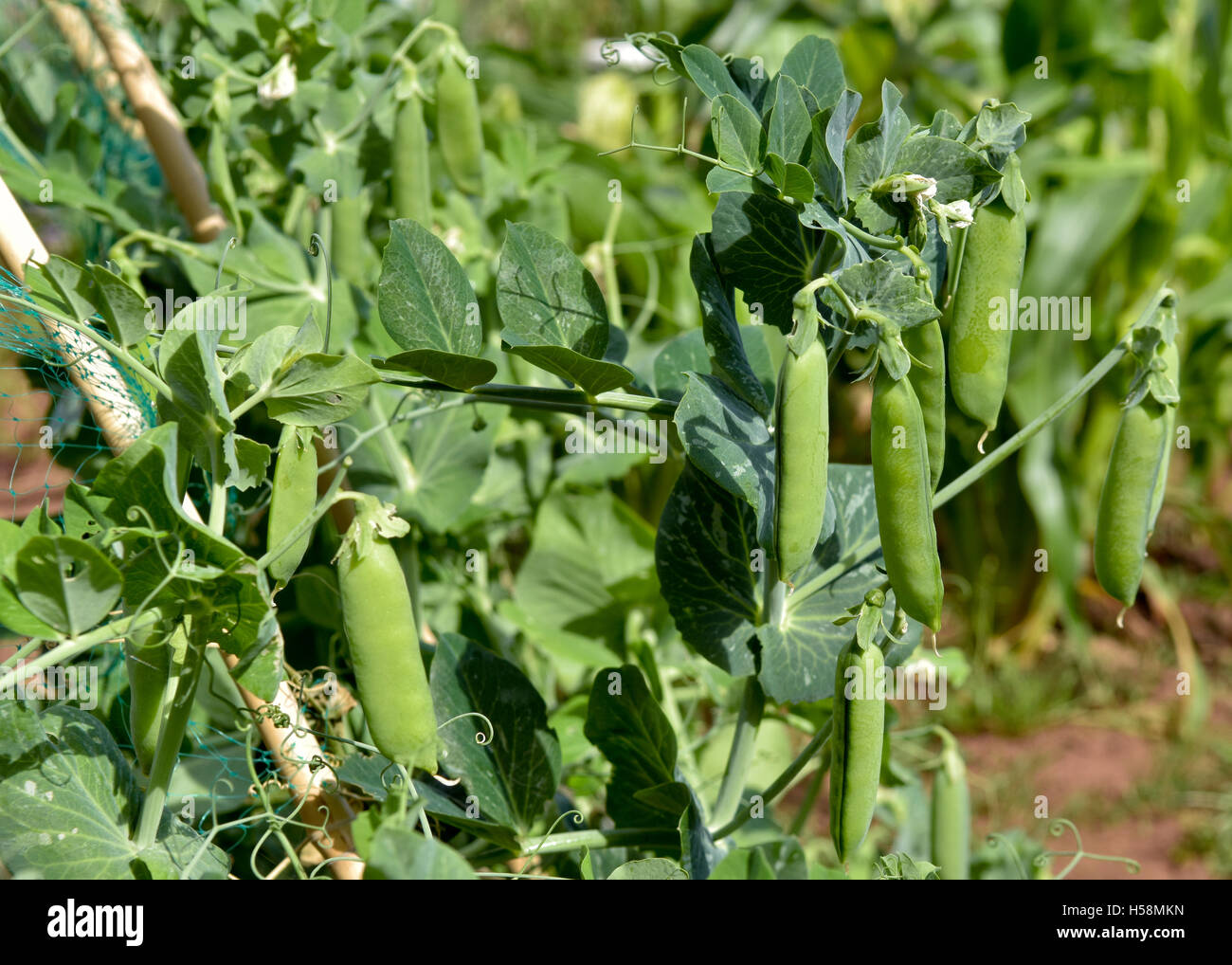 Home grown peas in pods ready for picking Stock Photo