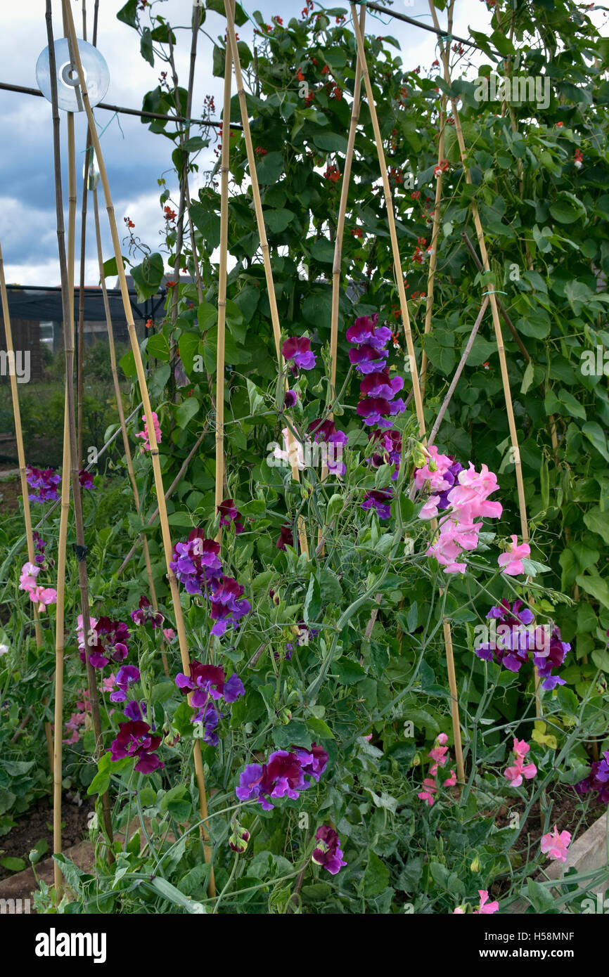 Sweet peas growing up canes hires stock photography and images Alamy