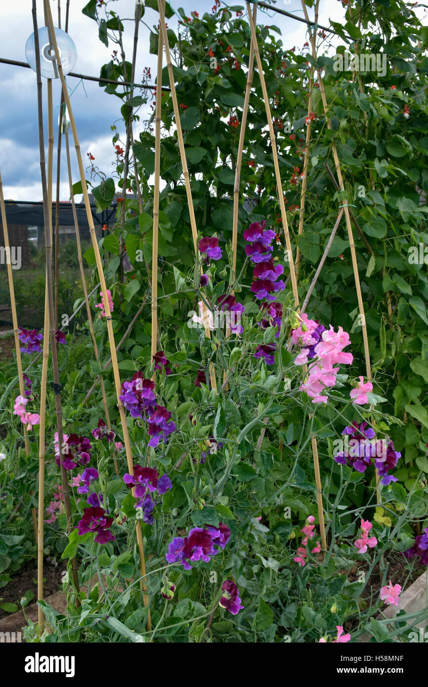 Flowering sweet peas growing up canes with blank CD to scare birds away and runner bean plants in the background Stock Photo