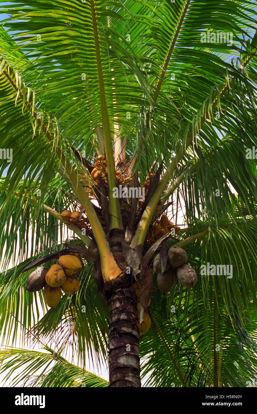 Coconut Palm (Cocos nucifera), Orchid Valley, Little Mulgrave