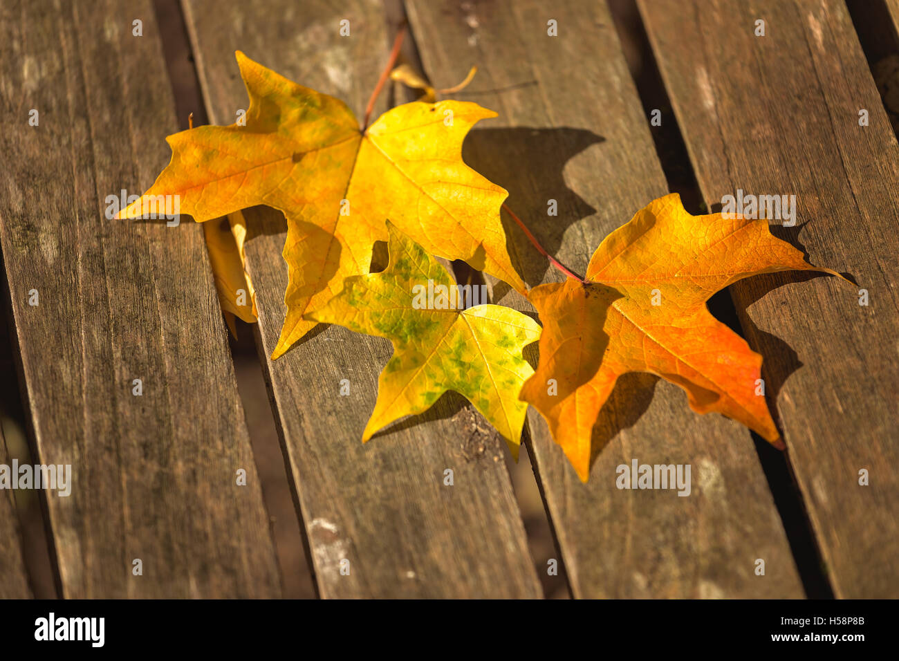 Autumn leaves on a bench Stock Photo