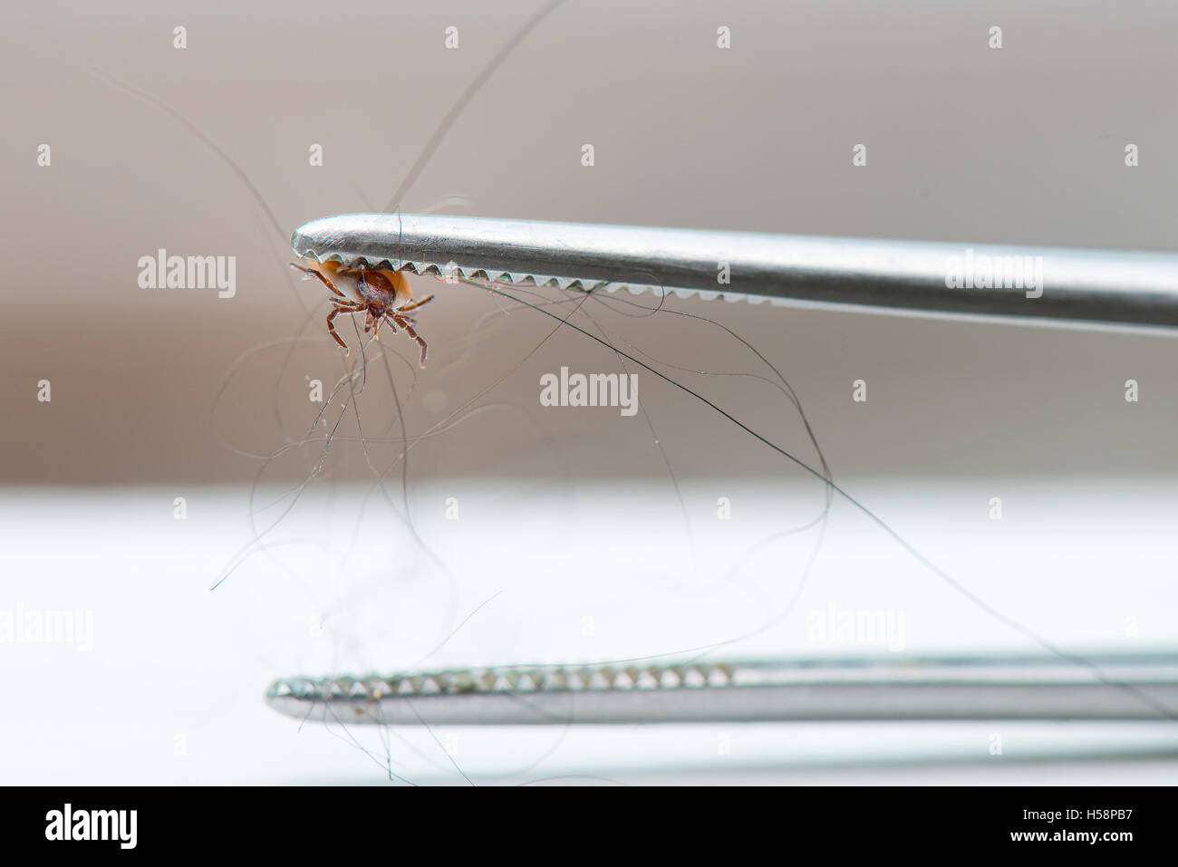 Tick removed from a dog with tweezers Stock Photo Alamy