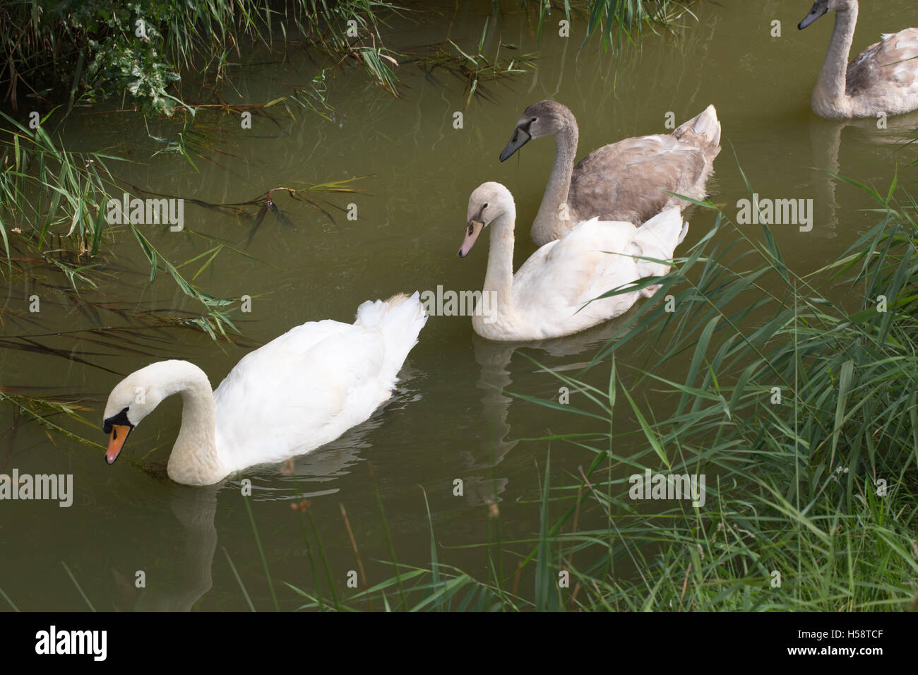 Mute Swan (Cygnus olor) family. Second bird left is one of a surviving brood of three, and is of the Polish phase; leucistic. Stock Photo
