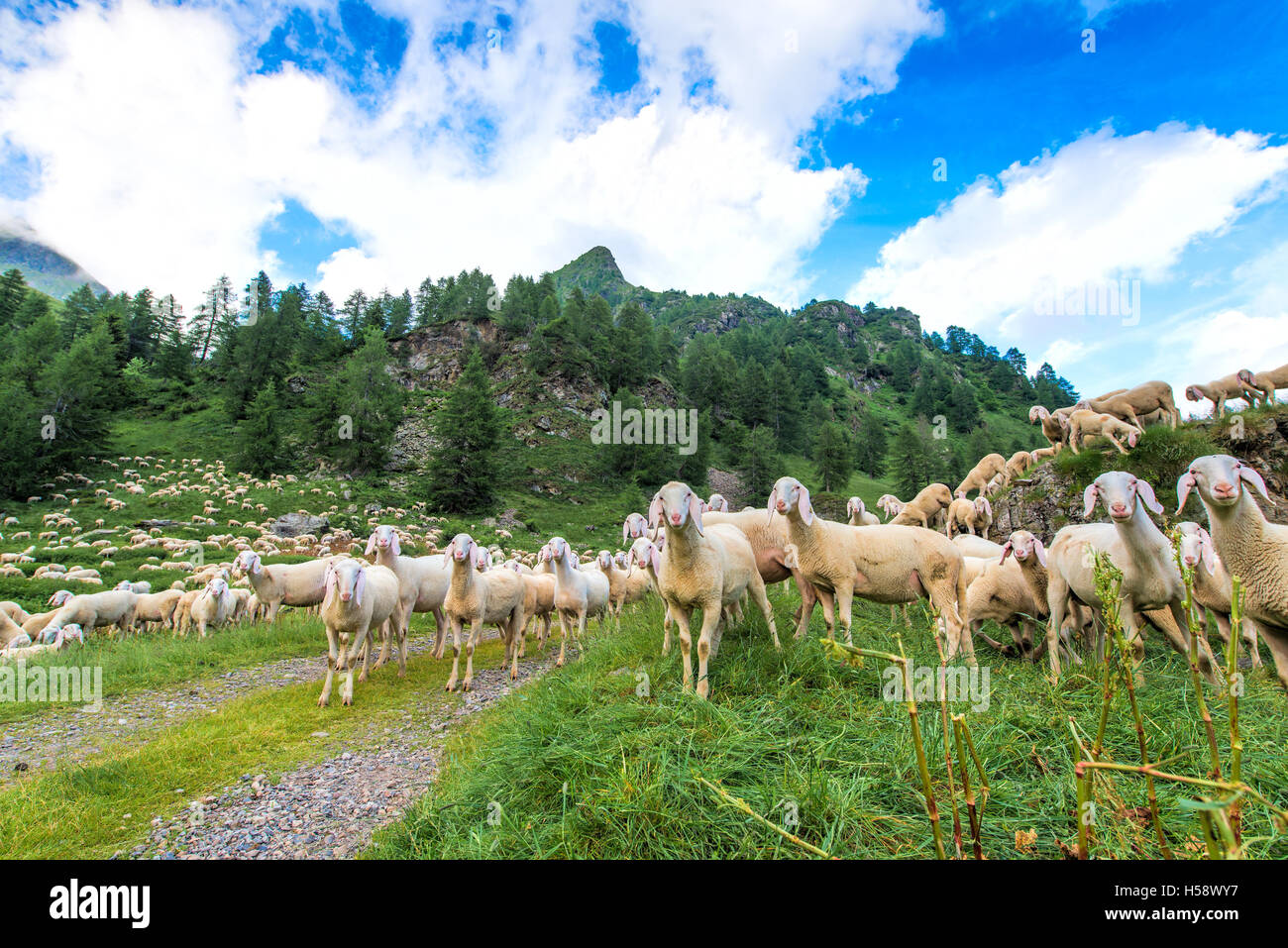 Alp transit hi-res stock photography and images - Alamy