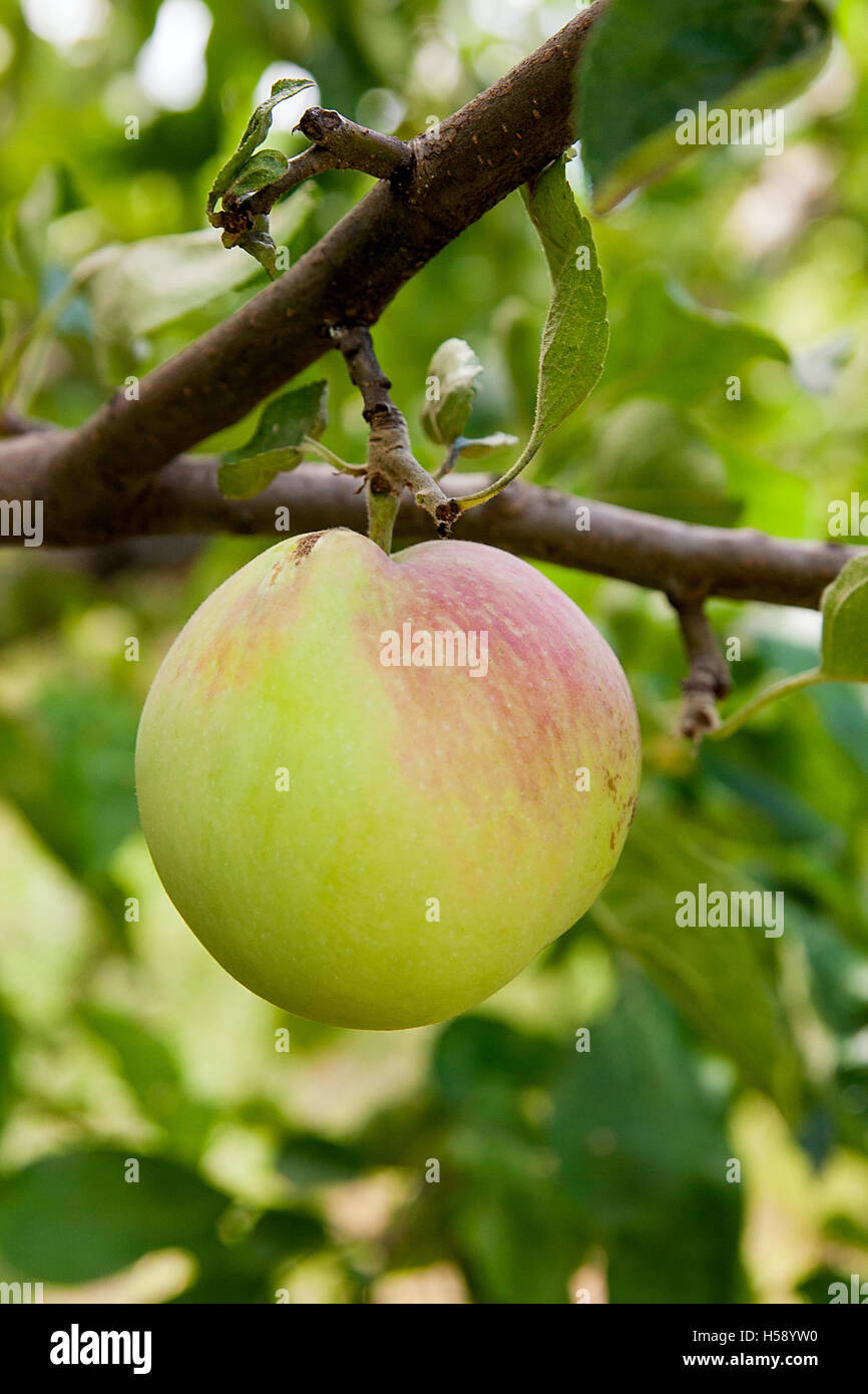 Close up of the tree branch with ripe organic apple on branch, fruit on orchard ready for picking. Stock Photo