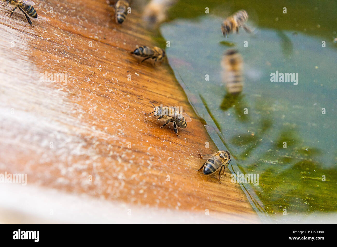 Busy bees, close up view of the working bees. Bees close up showing animals drinking water at summer time. Stock Photo