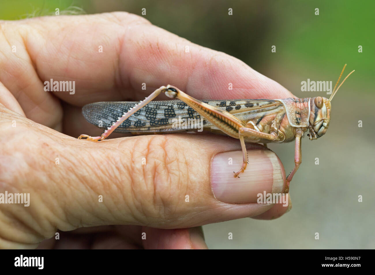 Desert Locust (Schistocerca gregaria). Held between a man’s finger and thumb, the photographer’s. Stock Photo