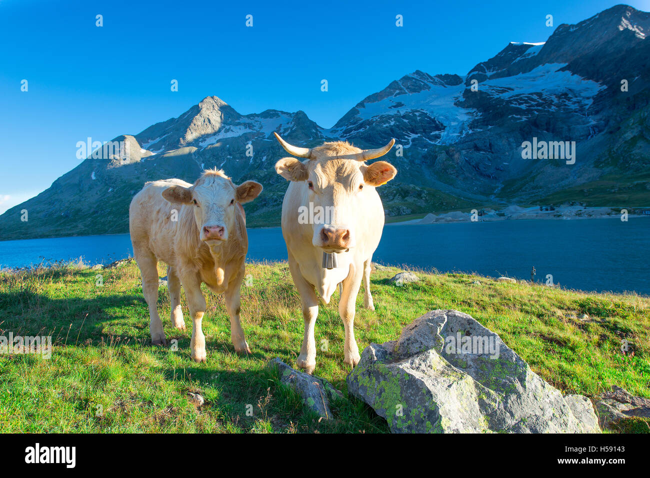 Two clear cows grazing in the high mountains of the Swiss Alps with ...