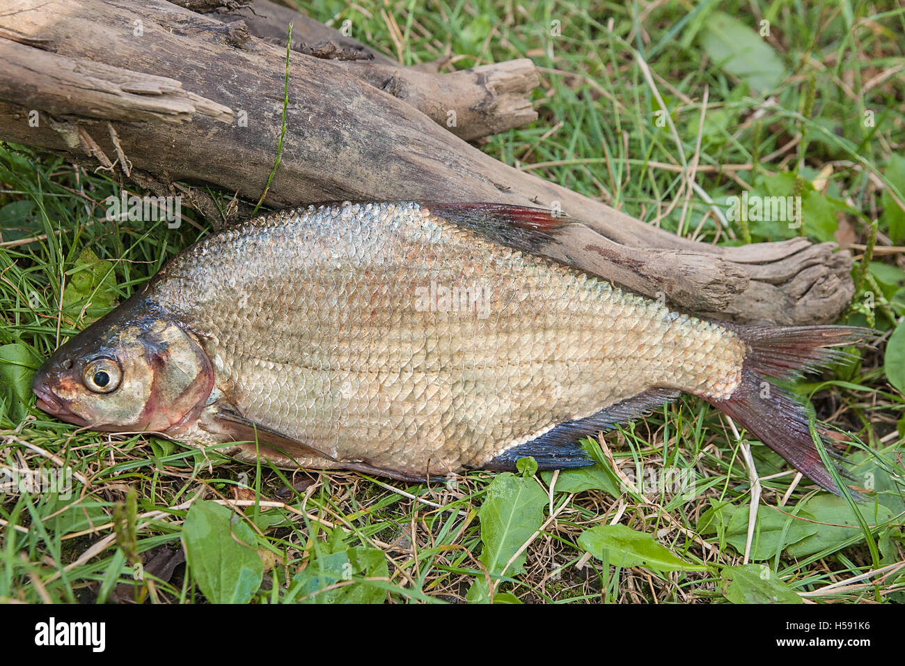 Freshwater fish just taken from the water. Several bream fish on green ...