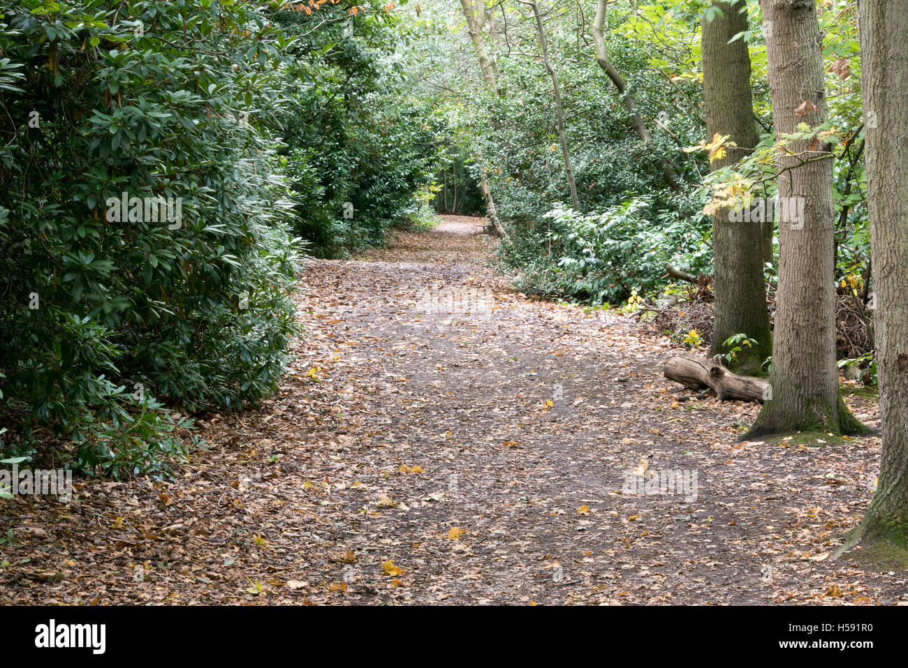 Brentwood UK green belt area, Essex, 19th October 2016 Forest path Stock Photo