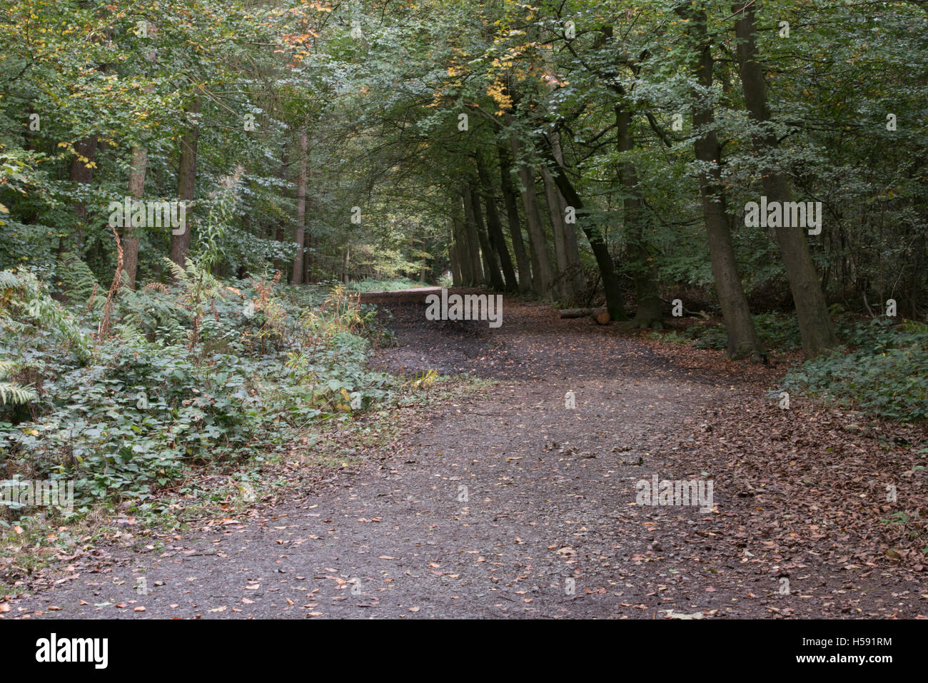 Brentwood UK Green belt area, Essex, 19th October 2016 Forest path Stock Photo