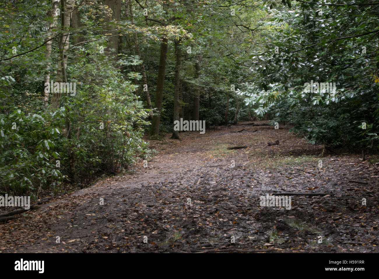 Brentwood UK Green belt area, Essex, 19th October 2016 Forest path Stock Photo