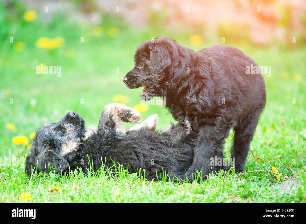 Two dogs puppies play together in the meadow Stock Photo - Alamy