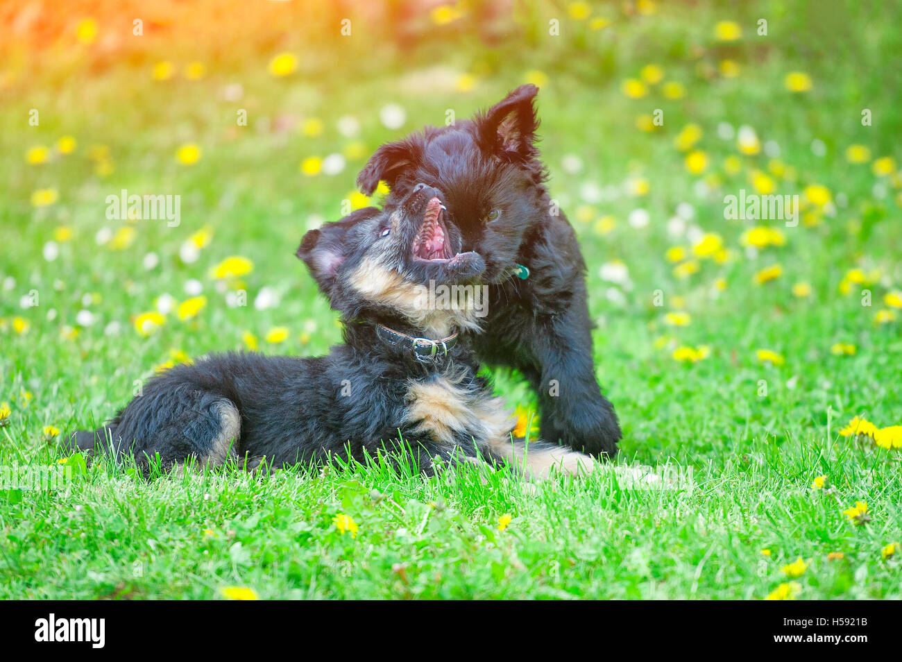 Two puppies play playing in the meadow Stock Photo - Alamy