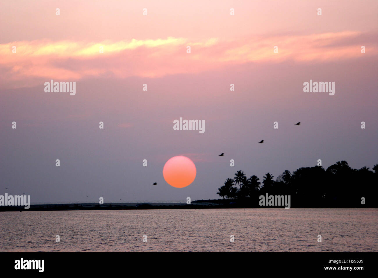 Birds fly across the water at sunset in the Kerela Backwaters in southern India. Palm trees are silhouetted against the sky Stock Photo