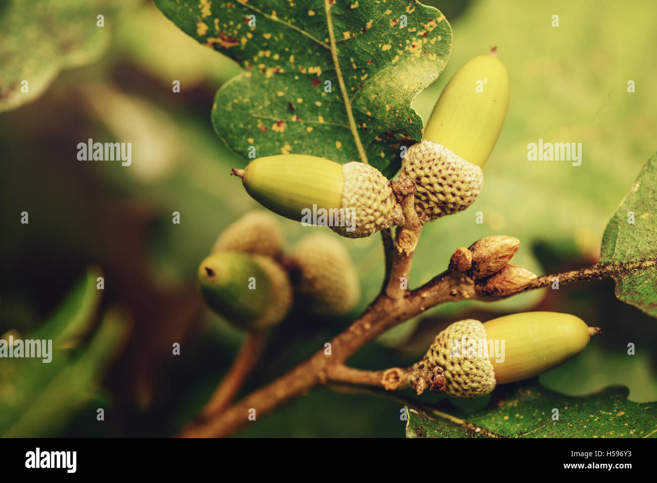 Oak tree branch acorn nut as beautiful autumn season background, selective focus Stock Photo