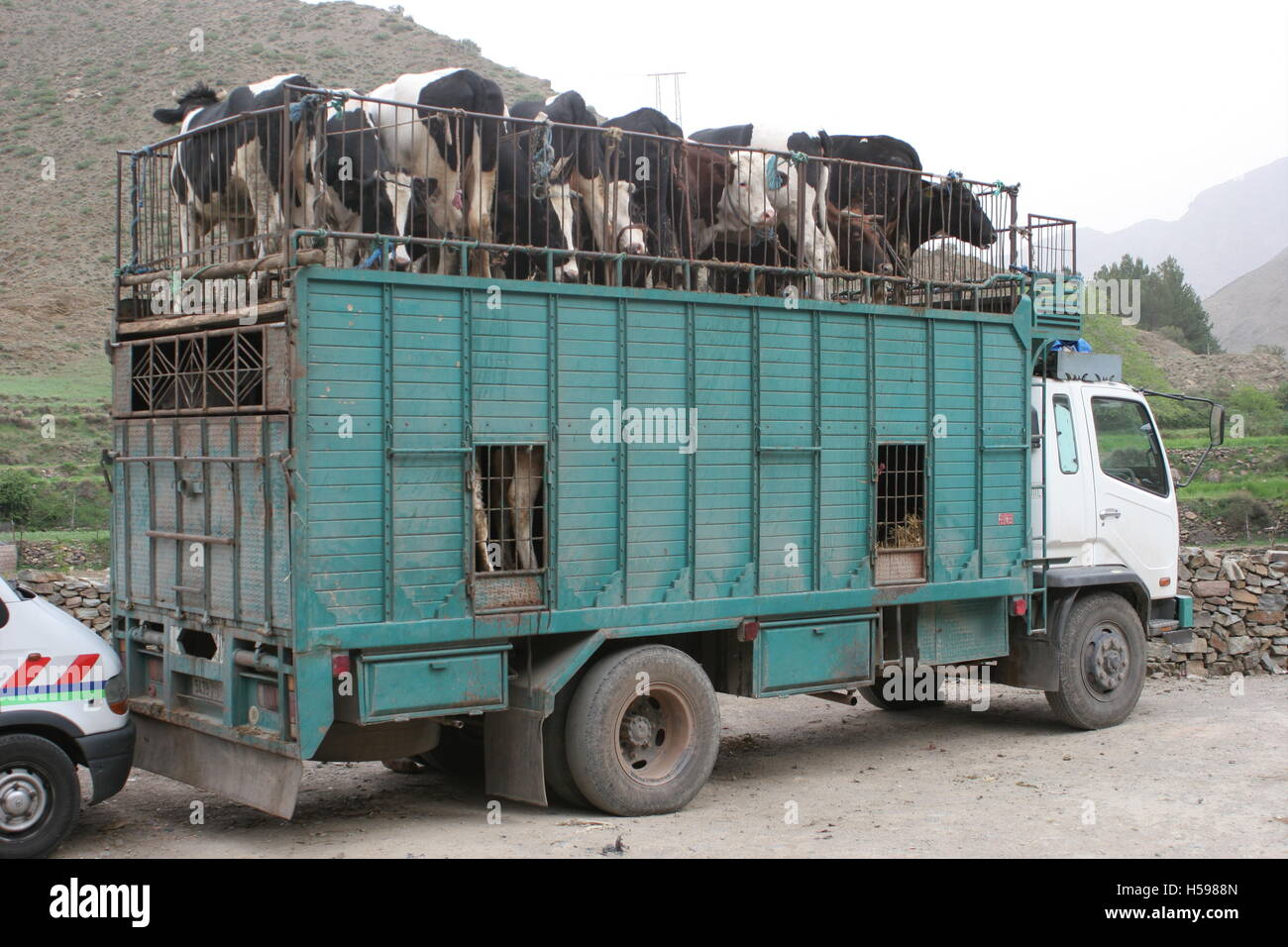 Cattle are transported both inside and on the roof of an aging truck in Southern Morocco, Africa Stock Photo