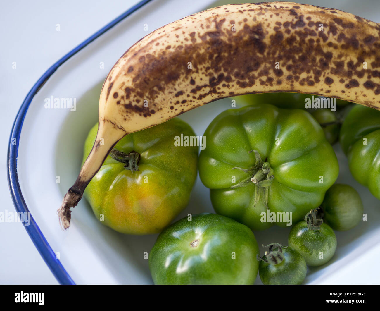 A ripe banana being uses to ripen a bowl of green tomatoes. Stock Photo