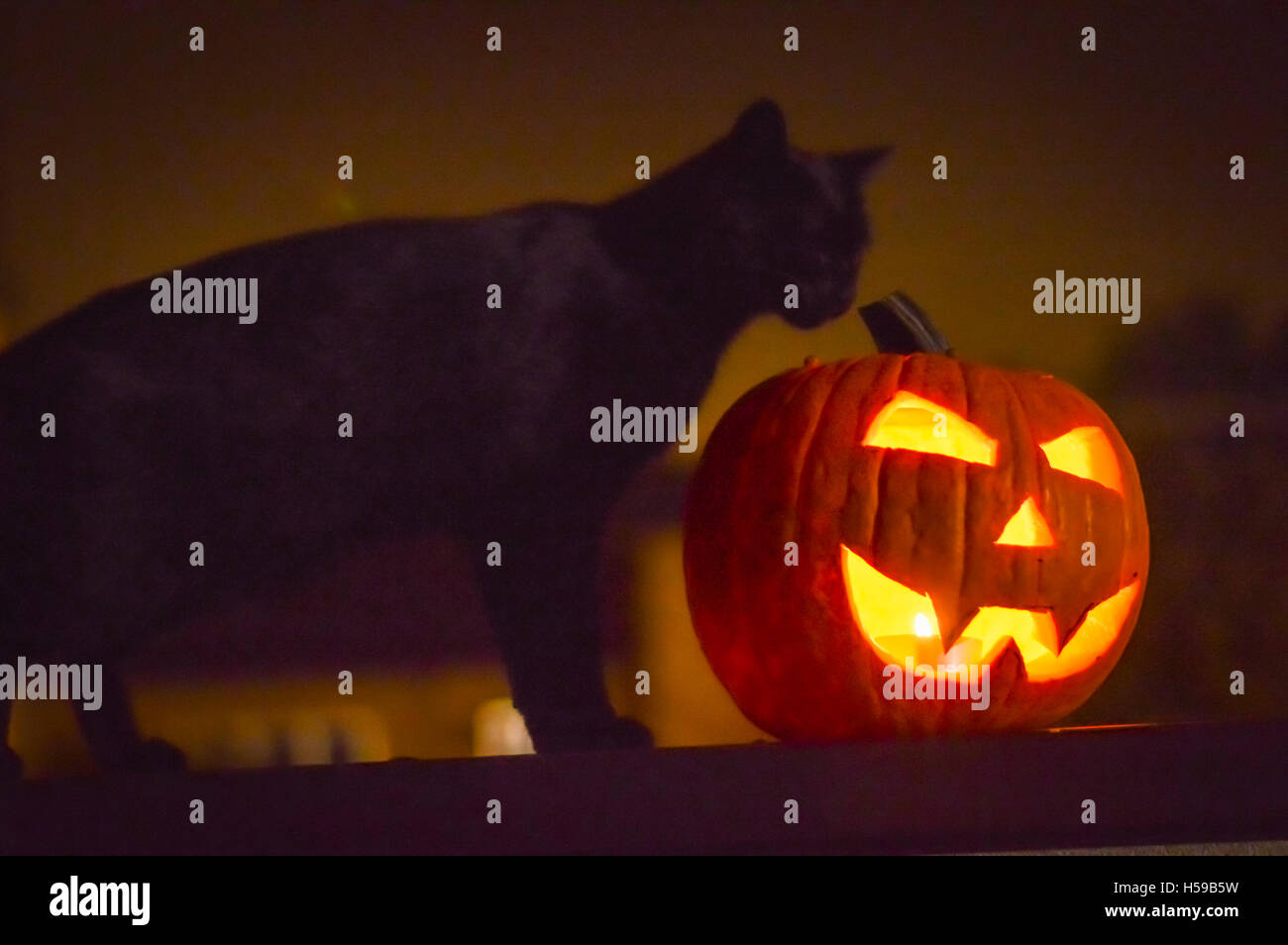 halloween jack o'lantern pumpkin and black cat in the night Stock Photo ...