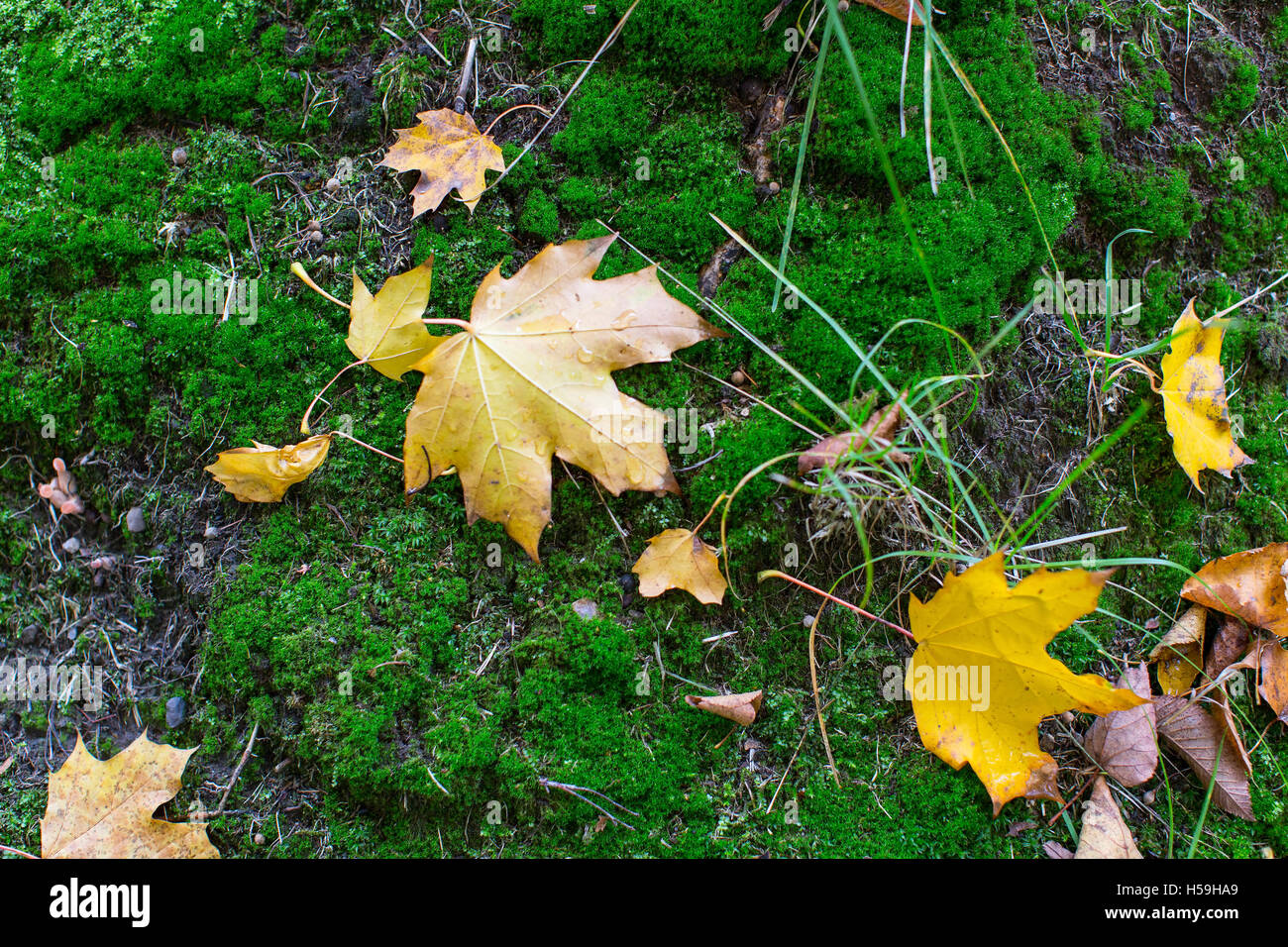 Fallen yellow leaves on green moss, autumn ground texture Stock Photo ...