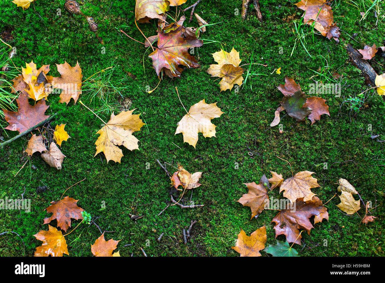 Yellow fallen leaves on green moss in the forest, autumn texture Stock ...
