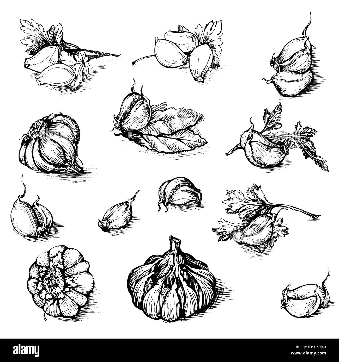 Vector hand drawn set of garlic with parsley and laurel leaf. Spices ...